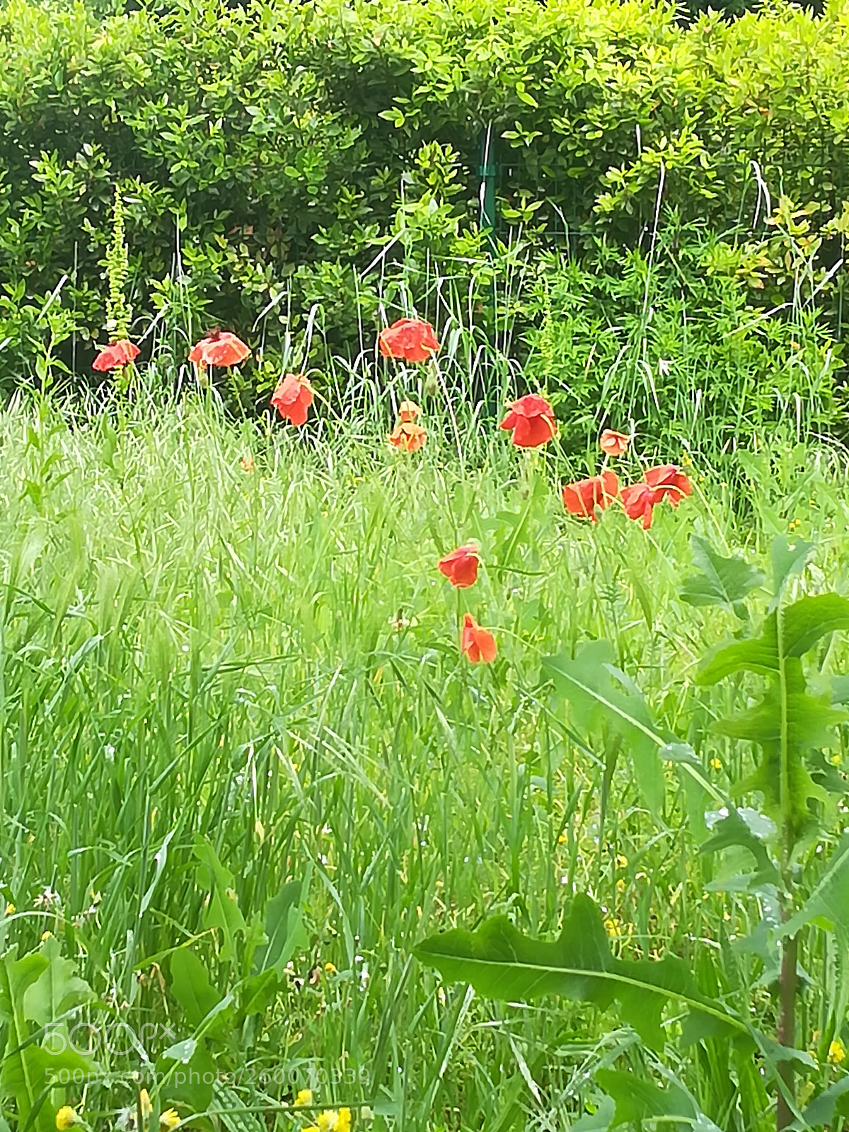 HUAWEI P10 lite sample photo. Wonderland photography