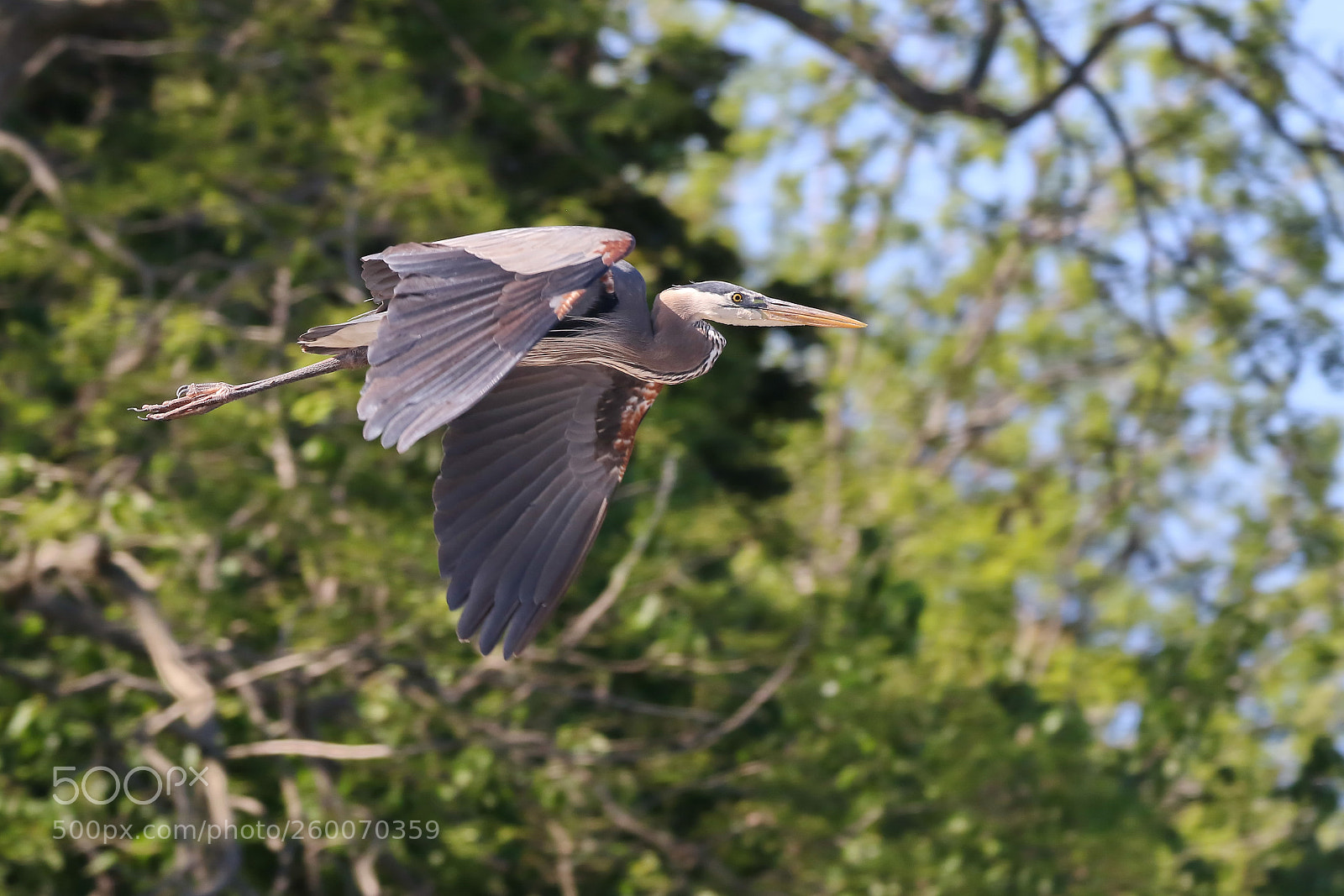 Canon EOS 7D Mark II sample photo. Great blue heron photography