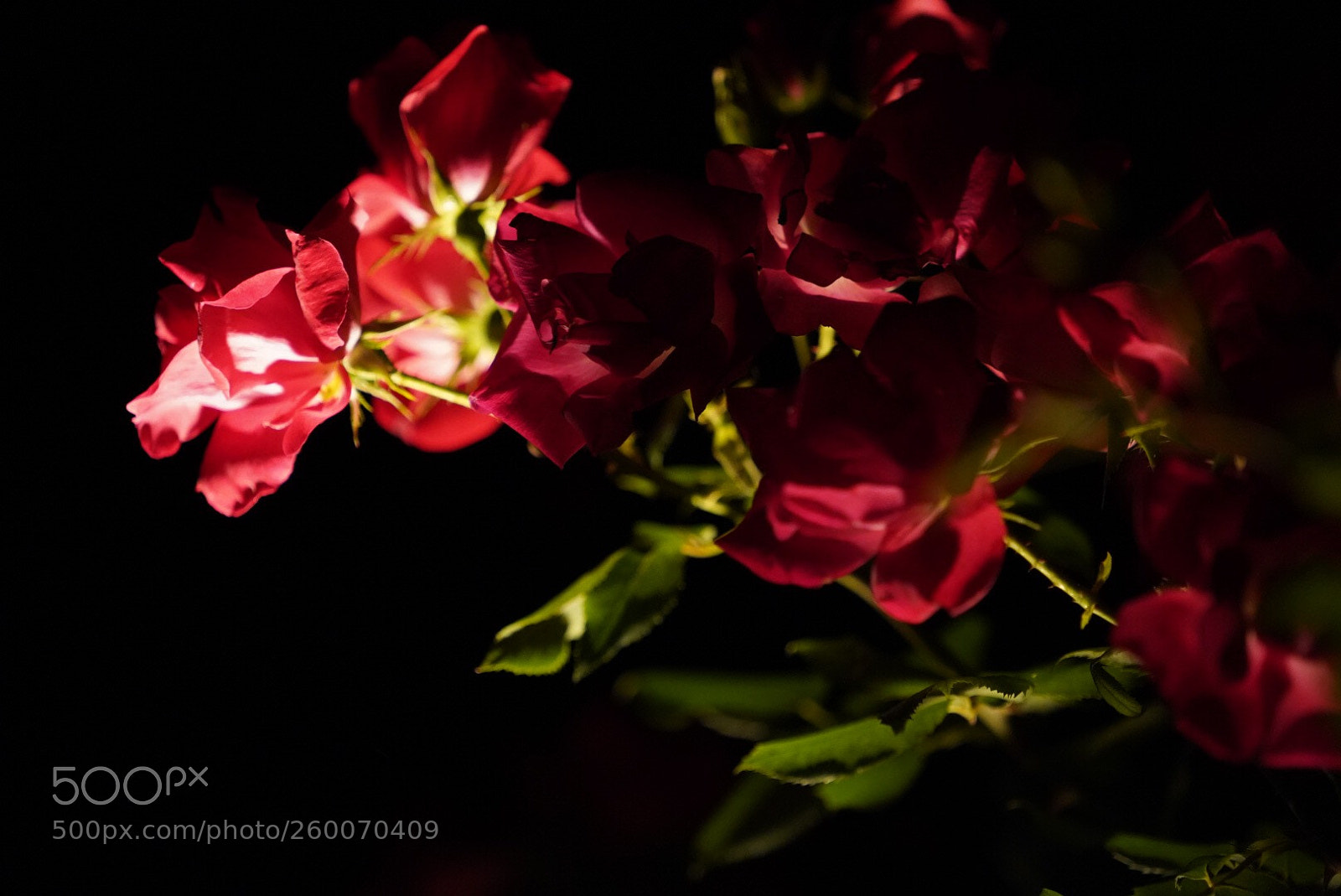 Sony a7 III sample photo. Untitled photography