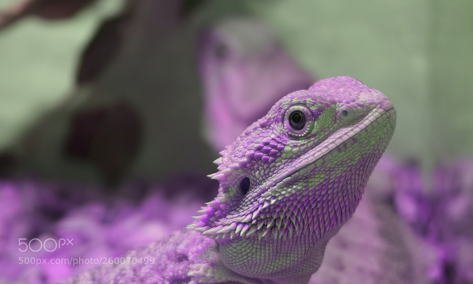Sony a6000 sample photo. Lizard 5 photography