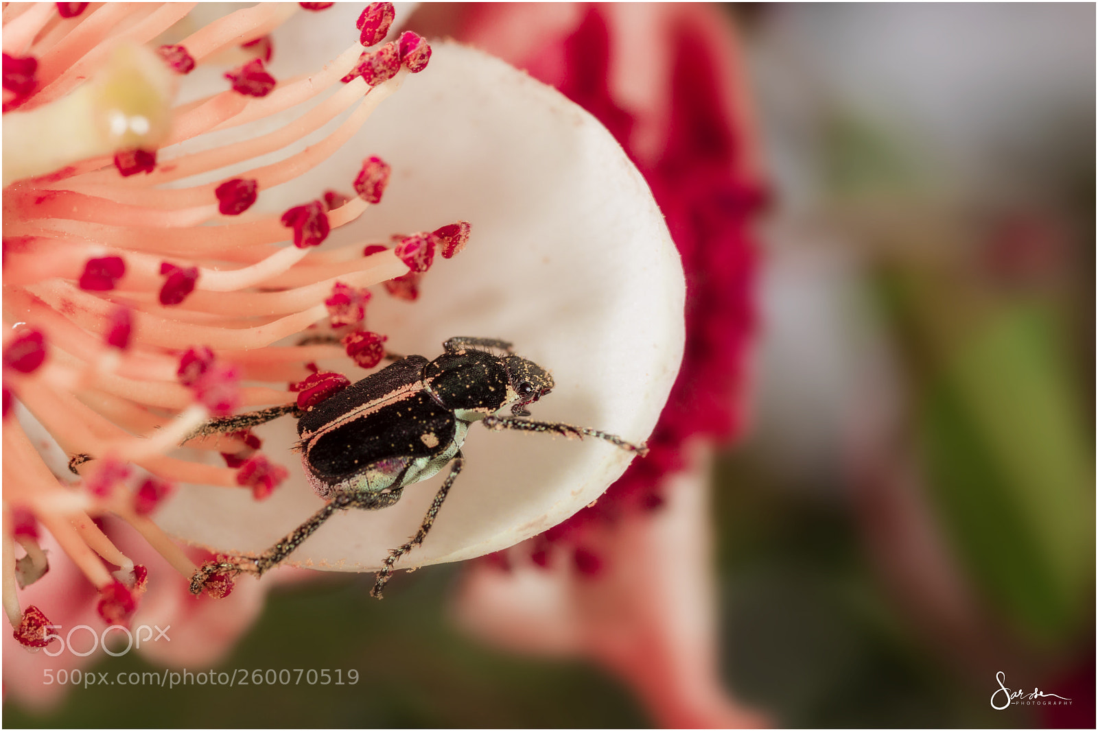 Canon EOS 5D Mark IV sample photo. Bug on a flower photography