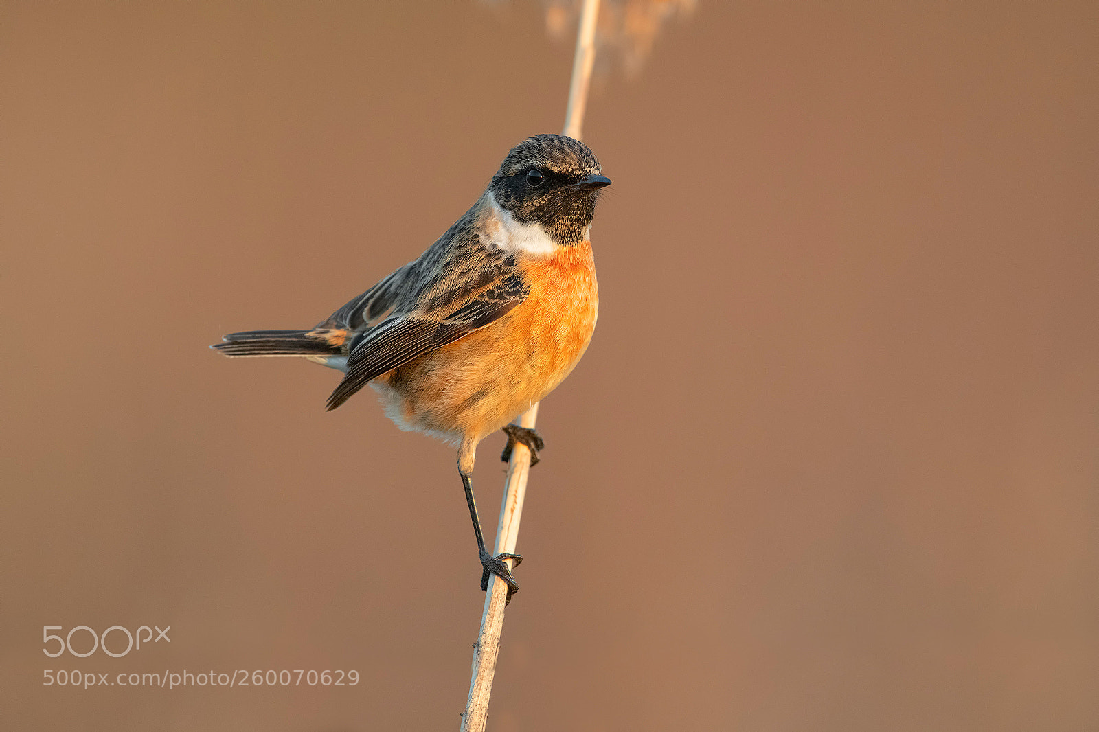 Nikon D850 sample photo. Stonechat photography