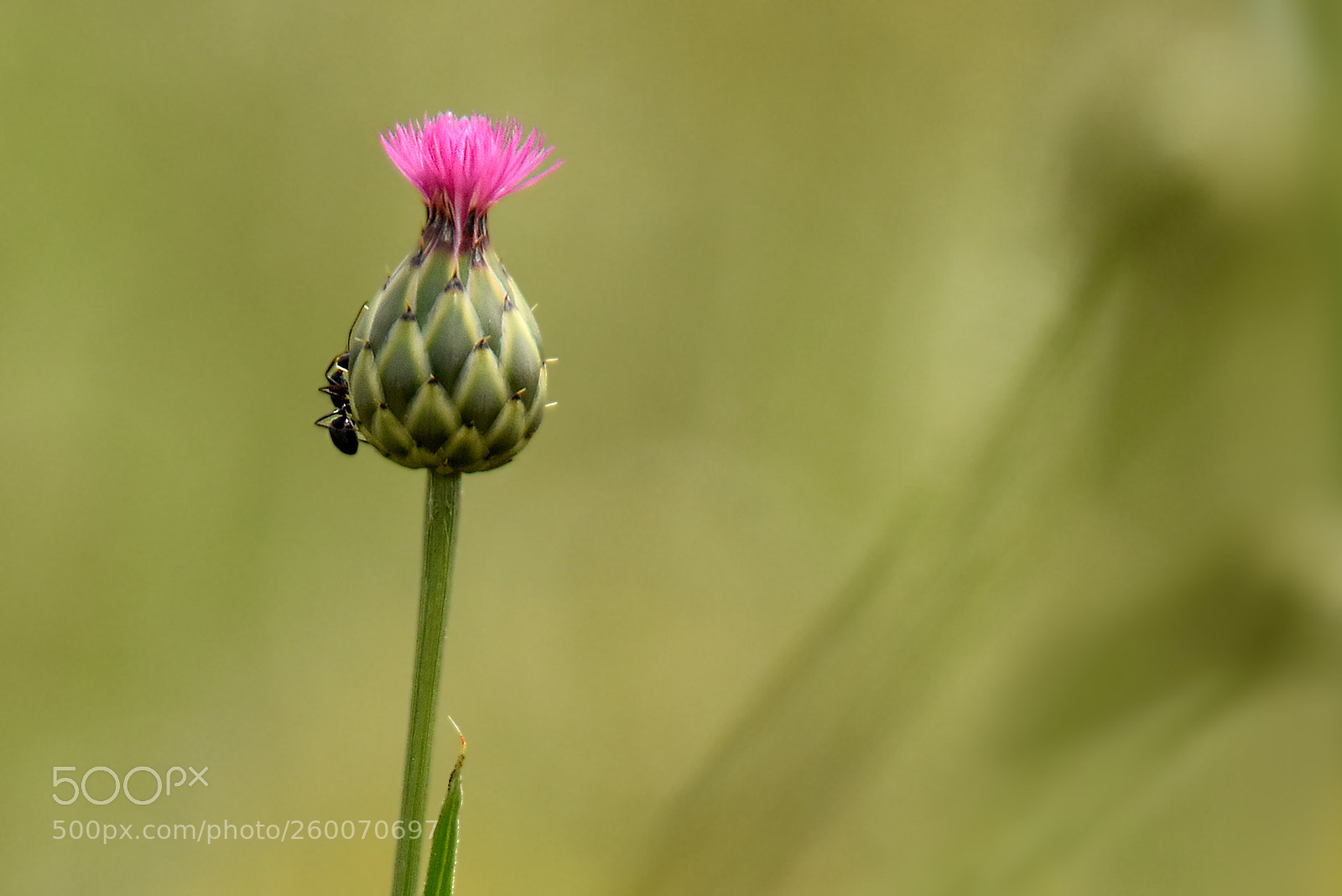 Nikon D5500 sample photo. Simbiosis photography