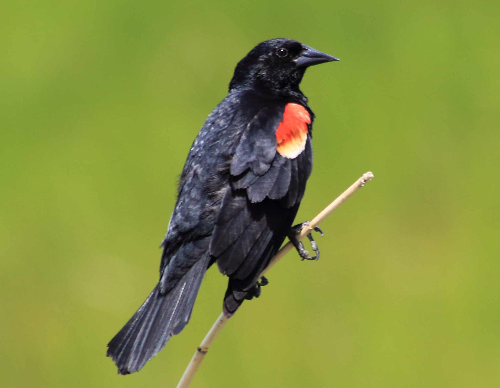 Canon EF 75-300mm f/4-5.6 sample photo. Red wing blackbird photography