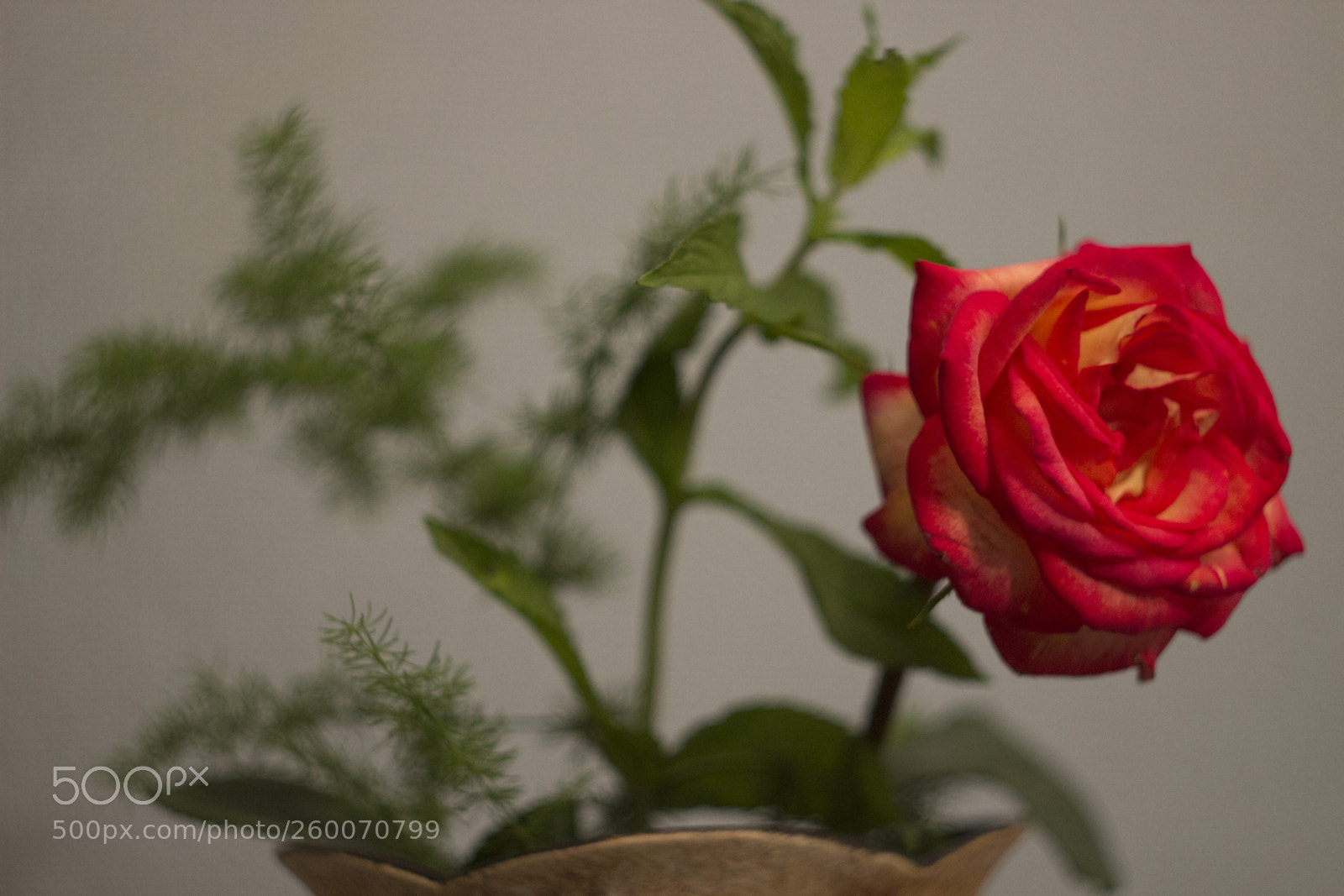 Canon EOS 600D (Rebel EOS T3i / EOS Kiss X5) sample photo. One for the one photography