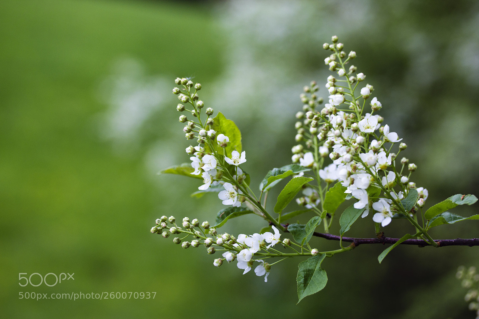 Canon EOS 60D sample photo. Vogel-kirsche (prunus avium) photography