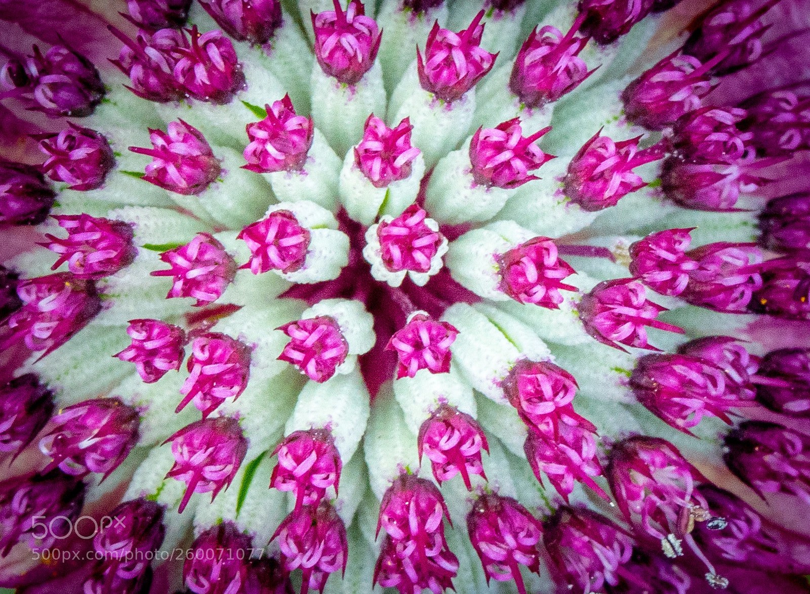 Sony a7 III sample photo. Stamen world photography