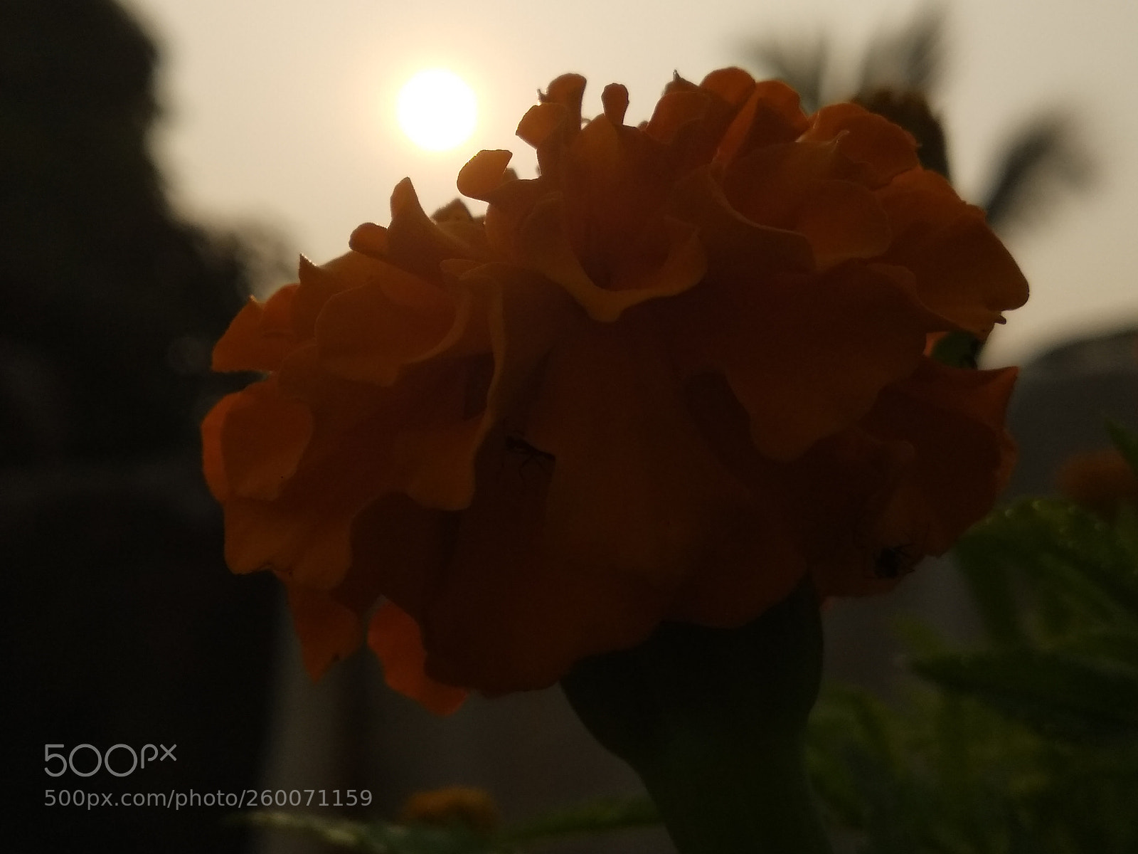 Xiaomi Mi A1 sample photo. Flower with sunset photography