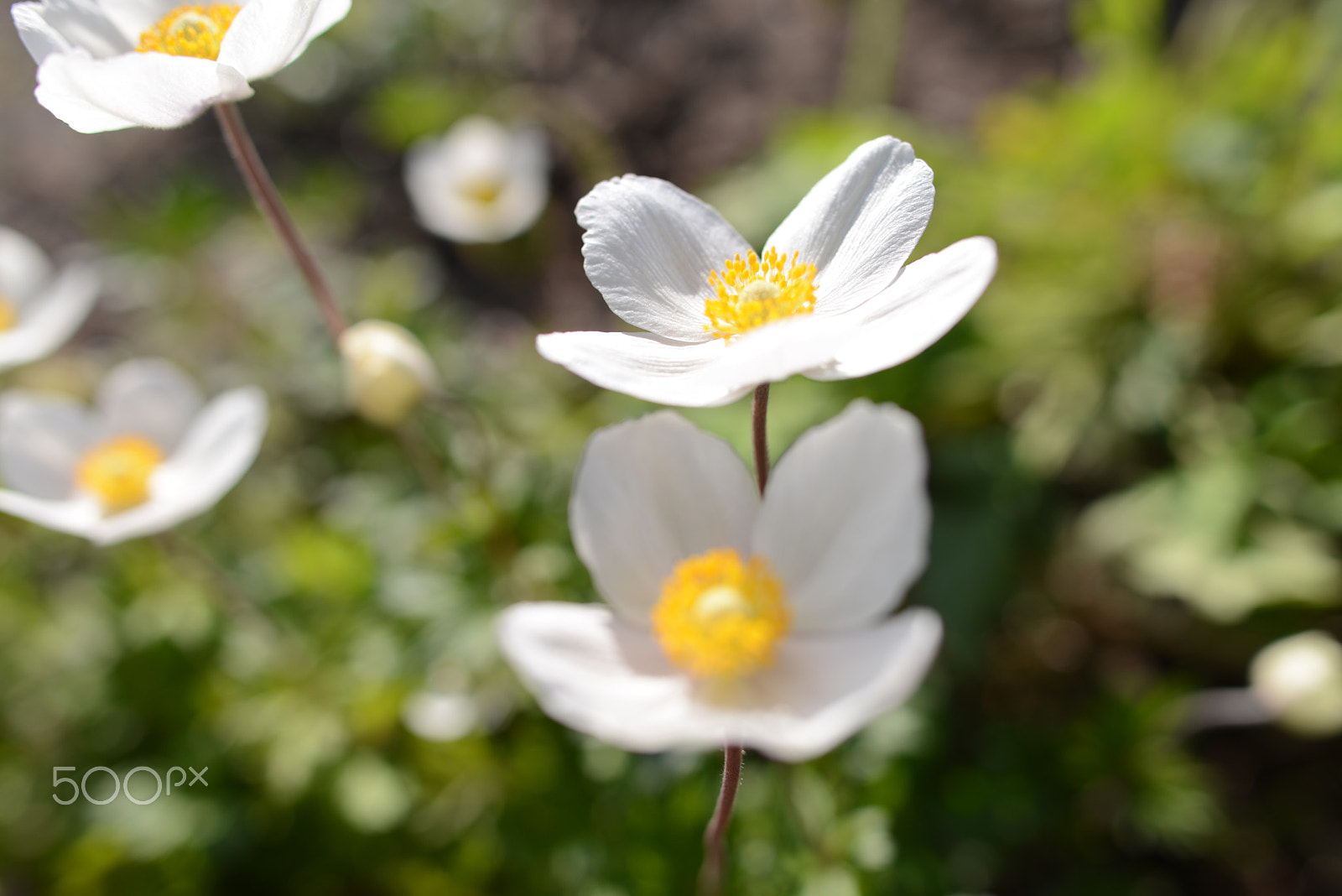 Nikon D800 sample photo. In the garden 2. - anemone photography
