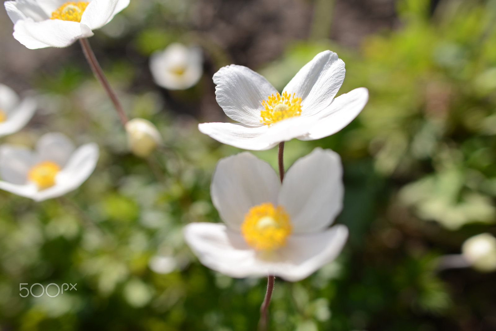 Nikon AF-S Nikkor 28mm F1.8G sample photo. In the garden 2. - anemone photography