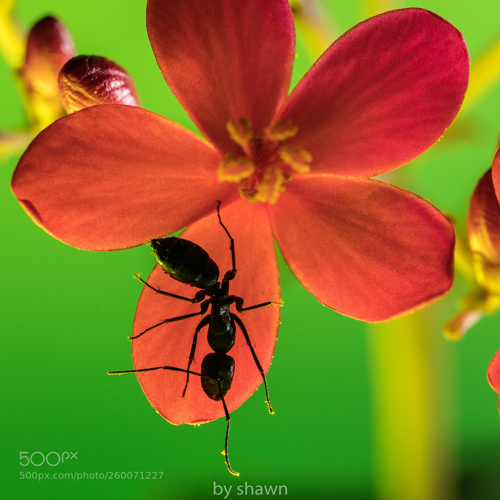 Canon EOS 5D Mark IV sample photo. Ant photography