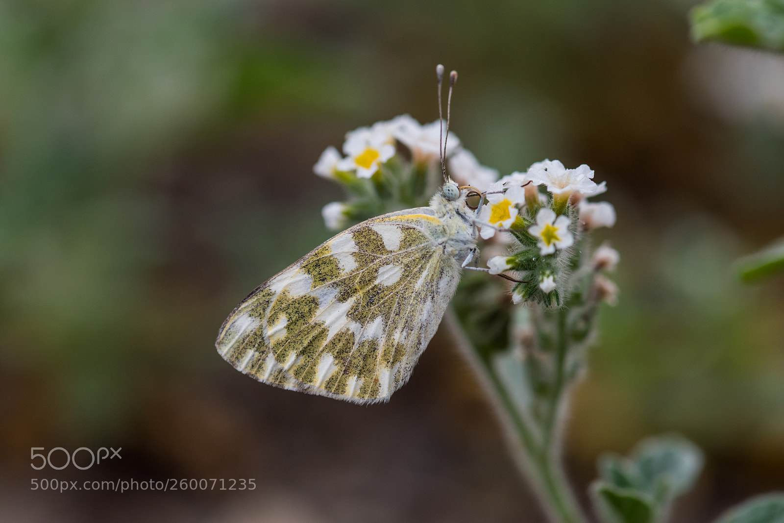 Nikon D810 sample photo. Butterfly. photography