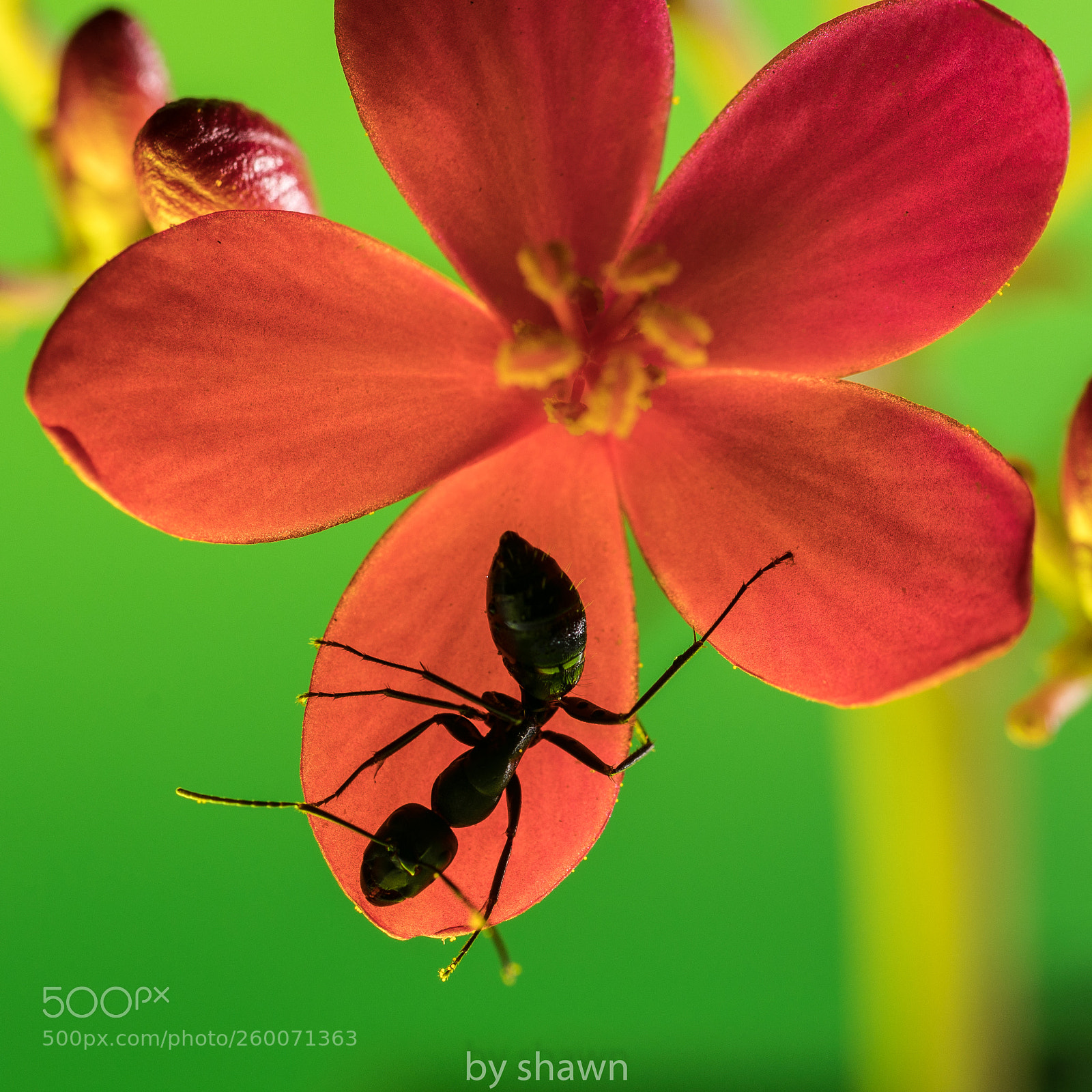 Canon EOS 5D Mark IV sample photo. Untitled photography