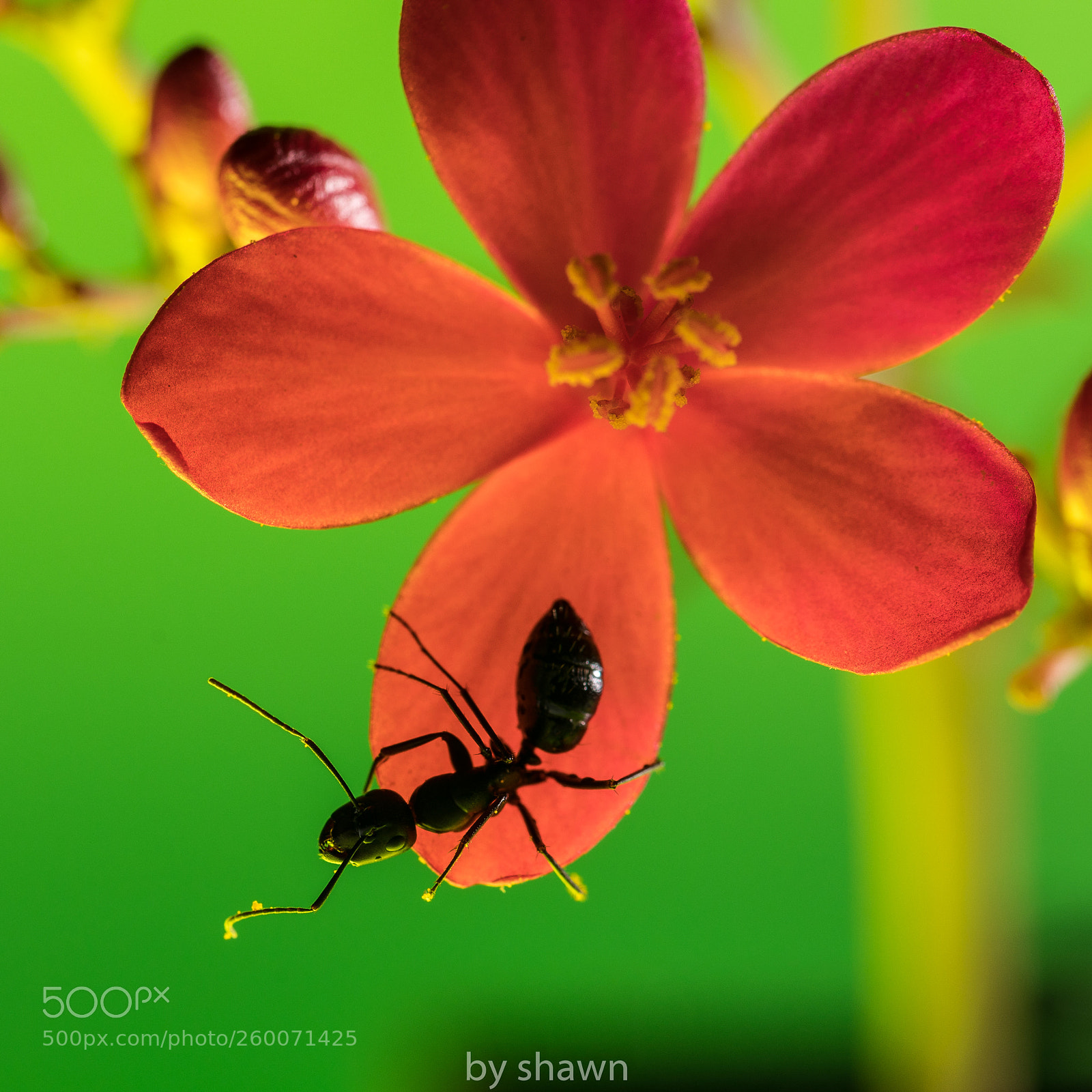 Canon EOS 5D Mark IV sample photo. Untitled photography