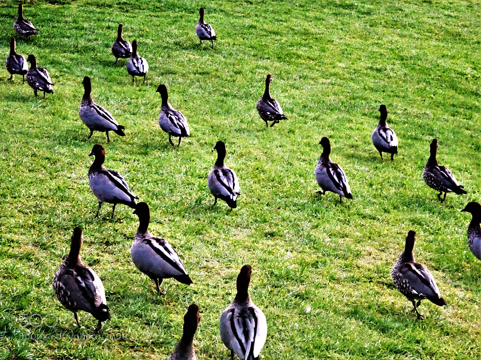 Sony Cyber-shot DSC-HX90V sample photo. Marching birds photography