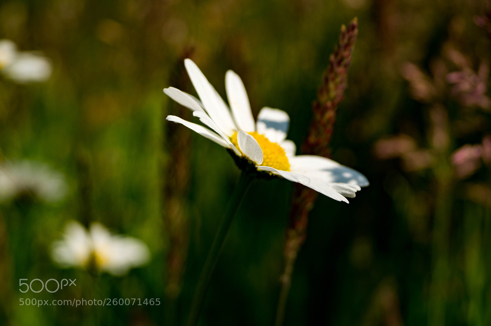 Sony SLT-A58 sample photo. Daisy photography