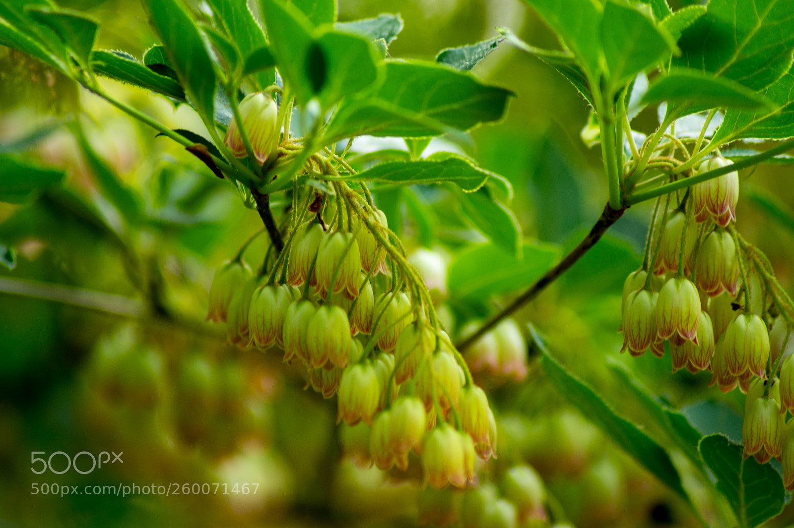 Sony SLT-A58 sample photo. Plant photography