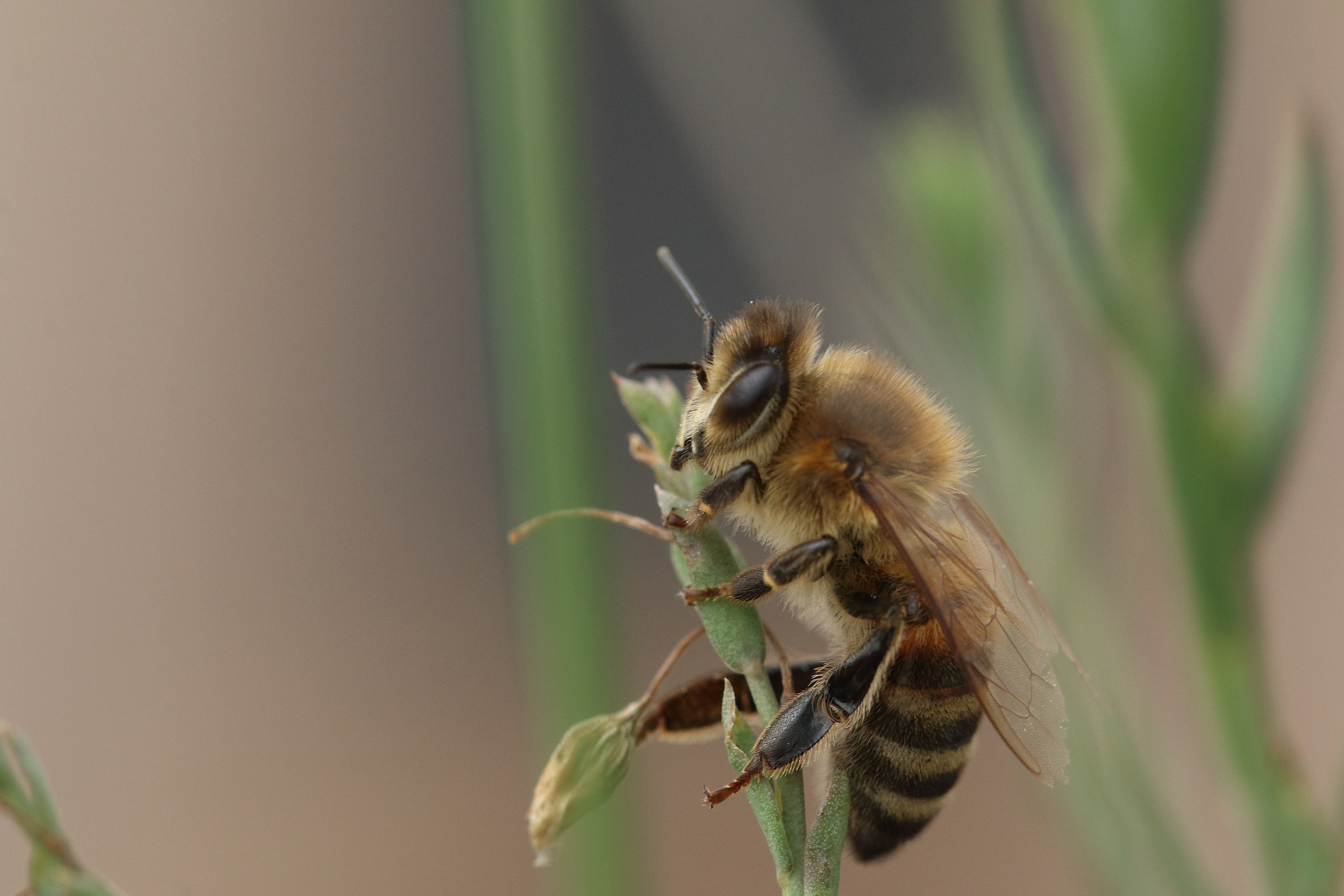 Canon EF 100mm F2.8L Macro IS USM sample photo. Une abeille photography