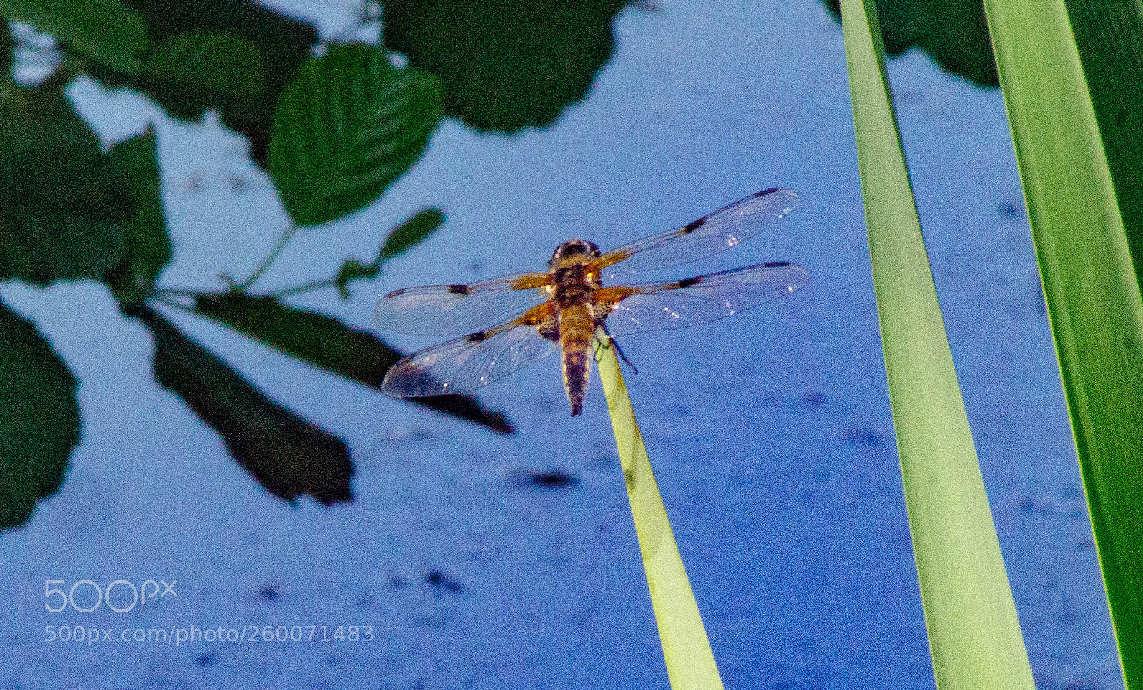 Sony SLT-A58 sample photo. Dragonfly photography