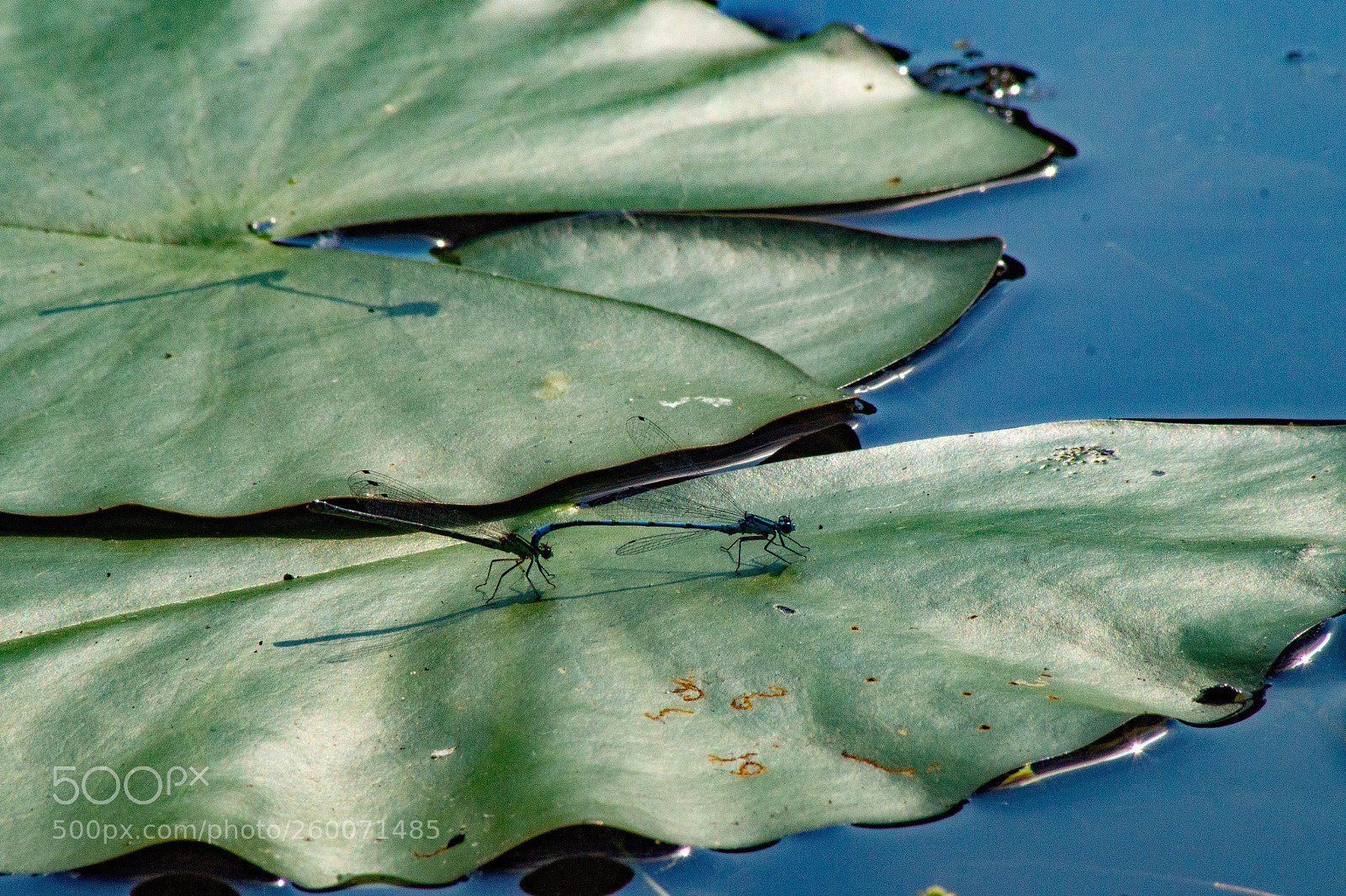 Sony SLT-A58 sample photo. Lillypad photography