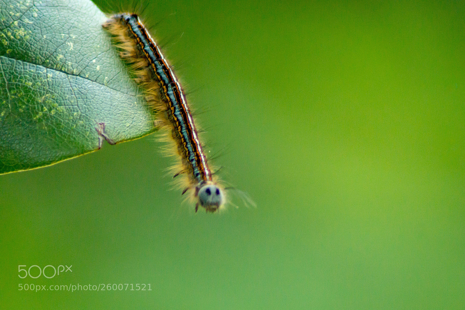 Sony SLT-A58 sample photo. Caterpillar photography