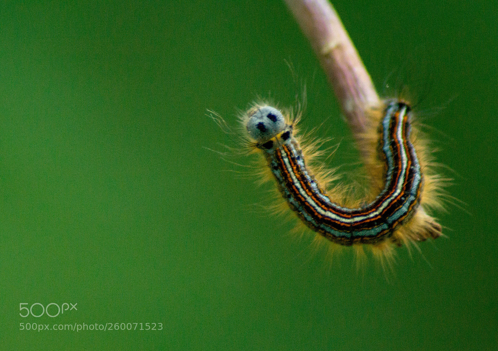 Sony SLT-A58 sample photo. Caterpillar photography