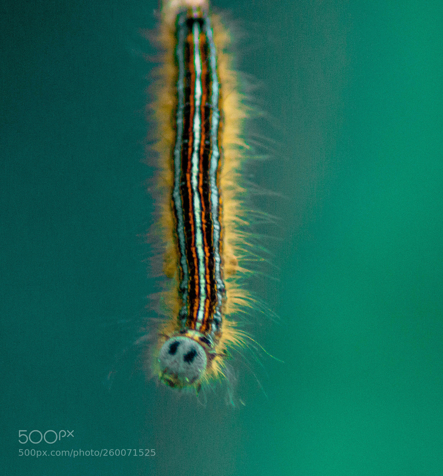 Sony SLT-A58 sample photo. Caterpillar photography