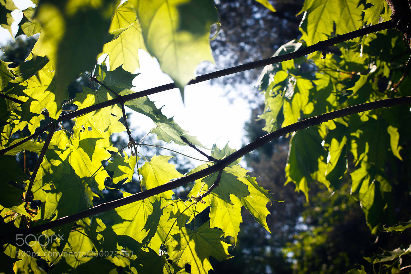 Canon EOS 200D (EOS Rebel SL2 / EOS Kiss X9) sample photo. Maple tree photography