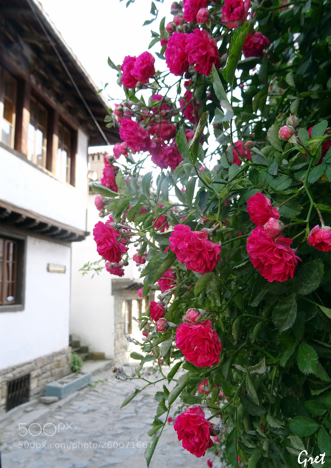 Sony DSC-HX60 sample photo. Rose bush photography