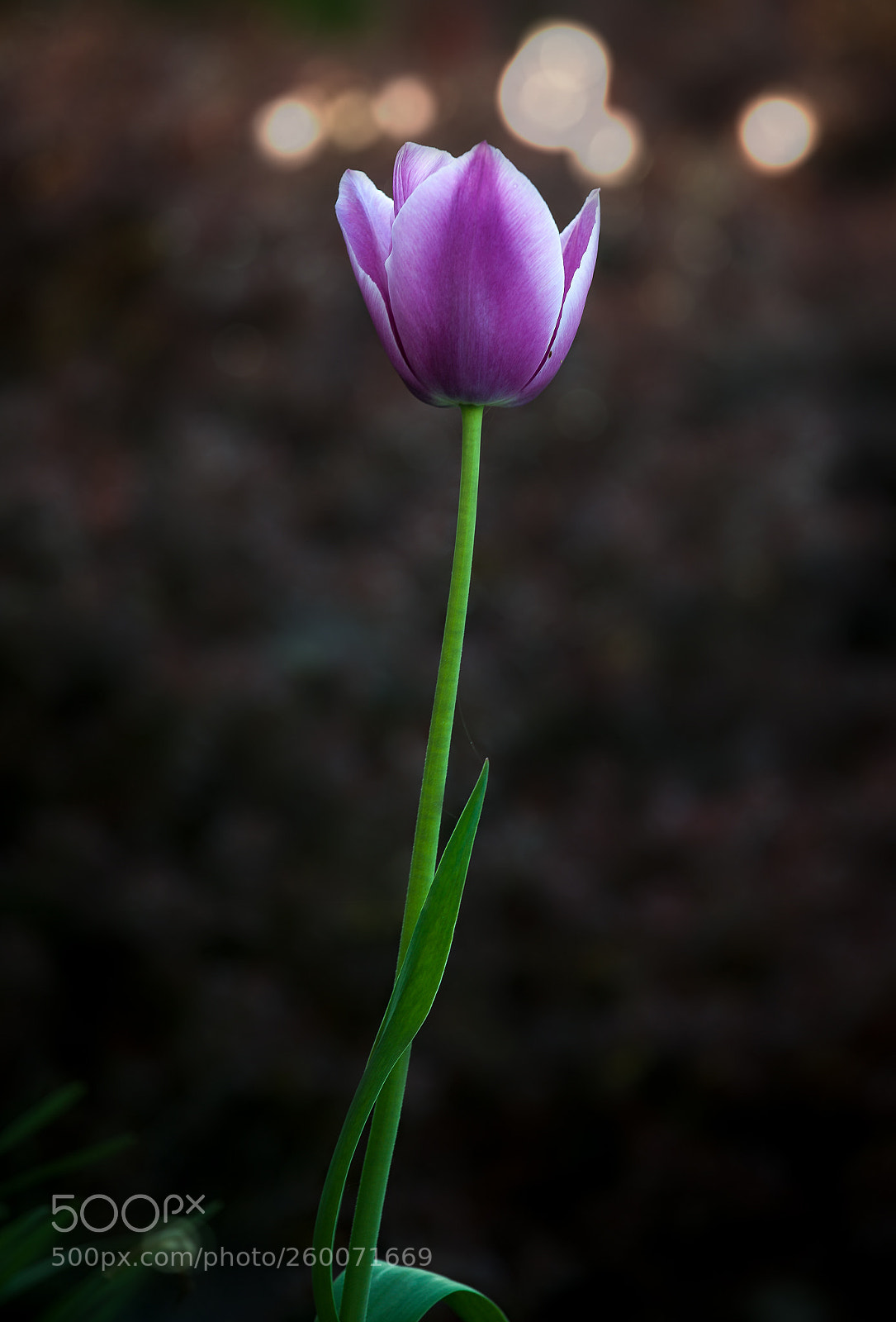 Canon EOS 5D Mark II sample photo. Isolated photography