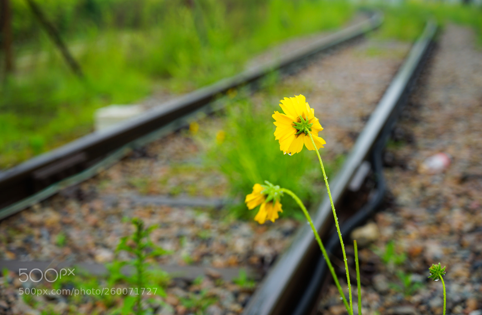 Sony a7 II sample photo. Dsc photography