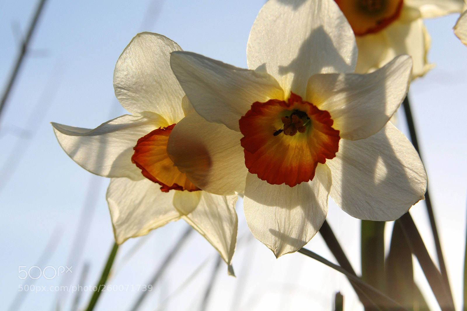 Canon EOS 650D (EOS Rebel T4i / EOS Kiss X6i) sample photo. Transparent flowers photography