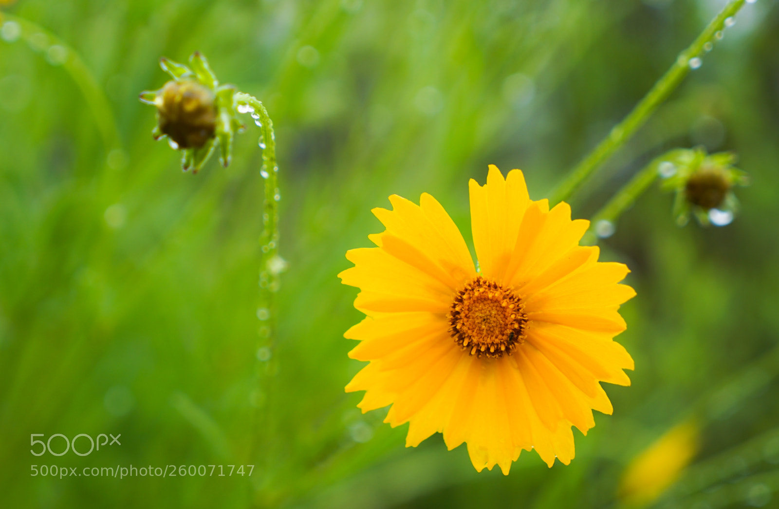 Sony a7 II sample photo. Dsc photography