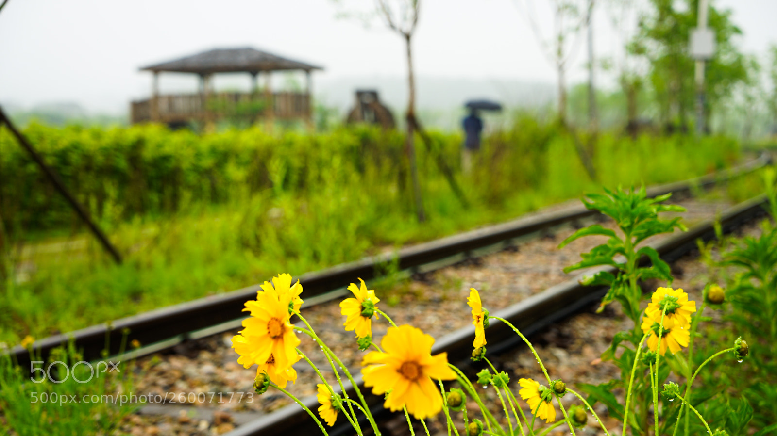 Sony a7 II sample photo. Dsc photography