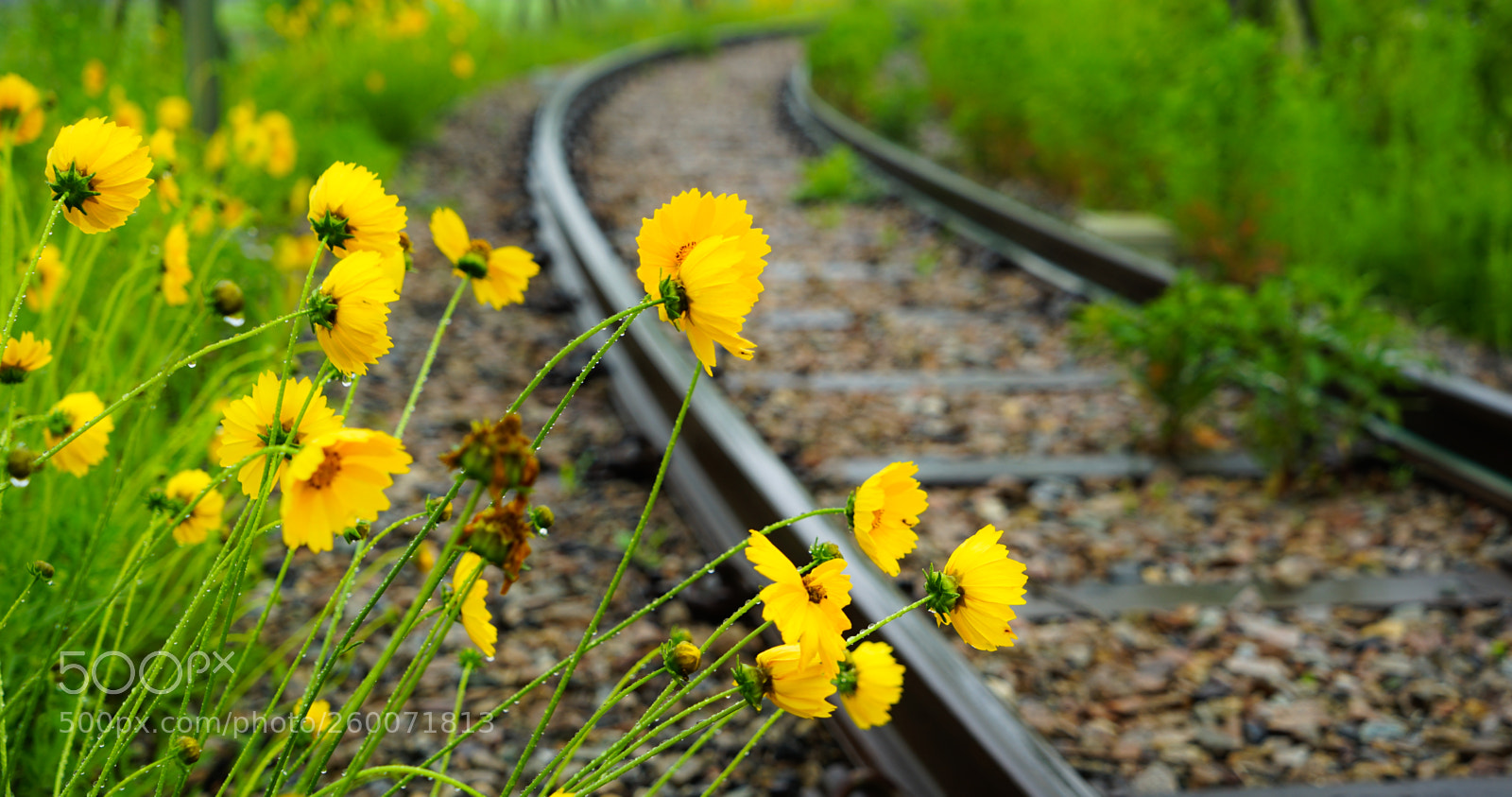 Sony a7 II sample photo. Dsc photography