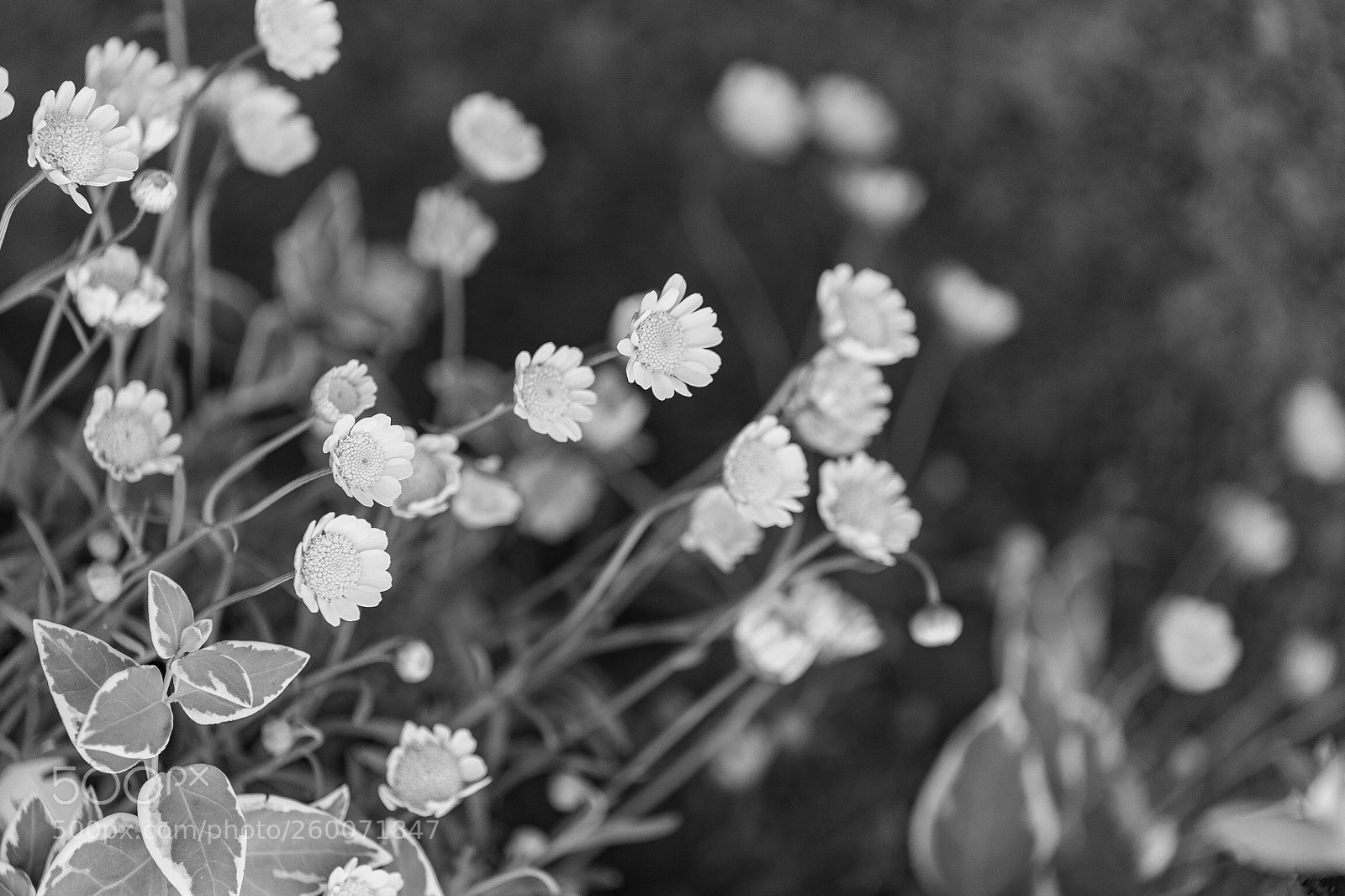 Sony a7 III sample photo. Untitled photography