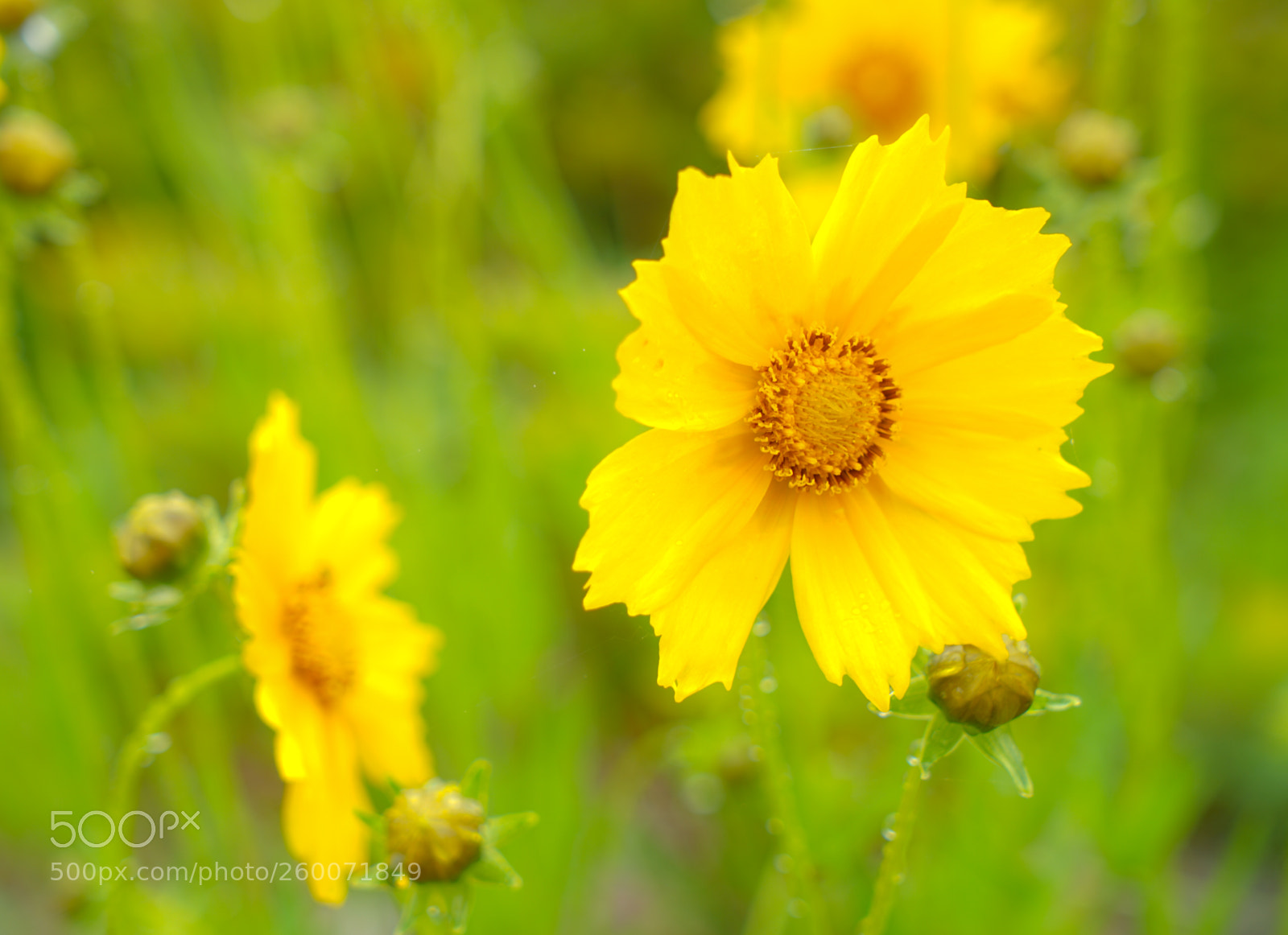 Sony a7 II sample photo. 20140126-dsc02071-2.jpg photography