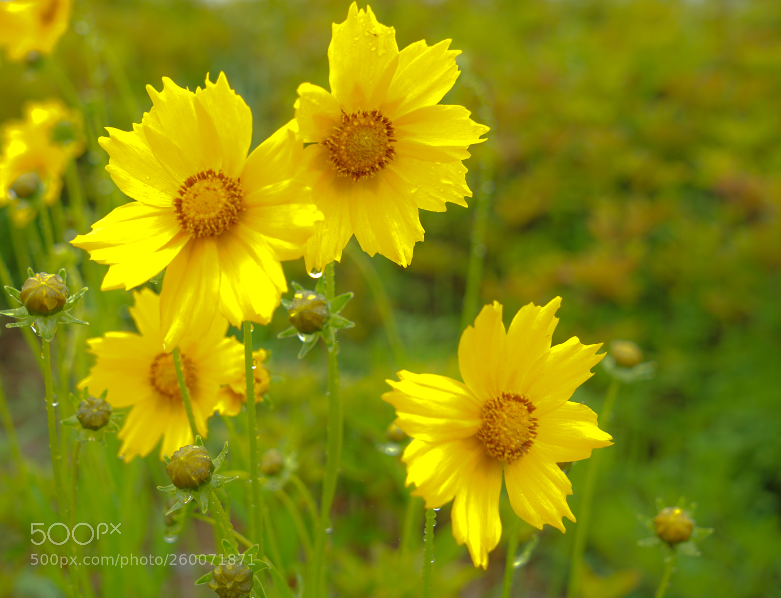 Sony a7 II sample photo. Dsc photography