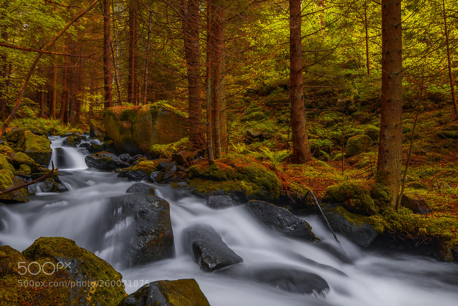 Nikon D810 sample photo. Autumn forest photography