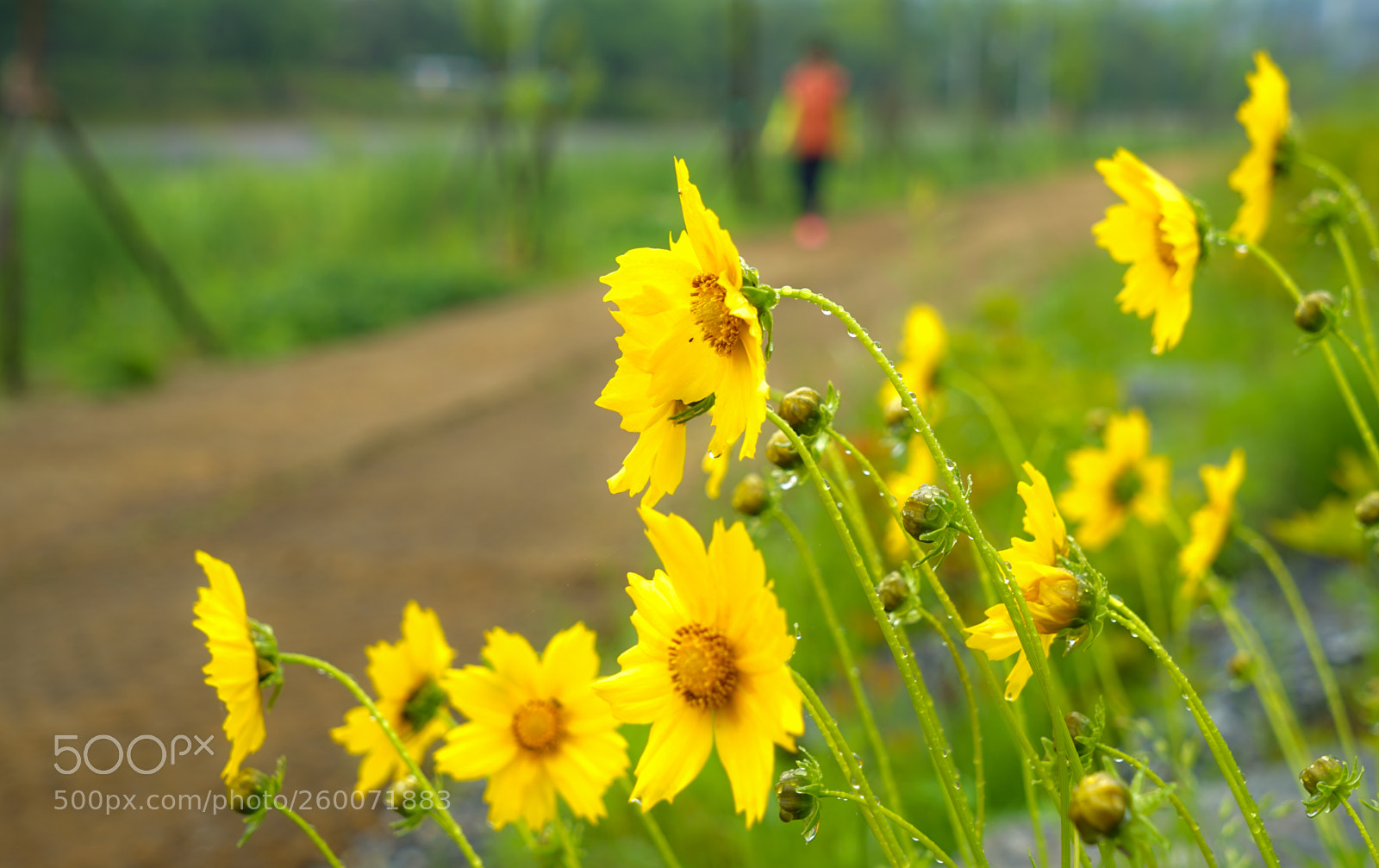 Sony a7 II sample photo. Dsc photography