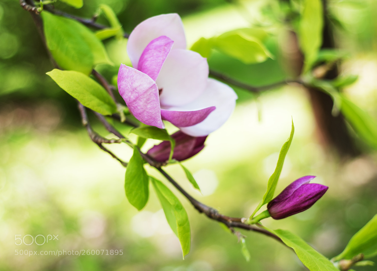 Nikon D750 sample photo. Spring magnolia flowers photography