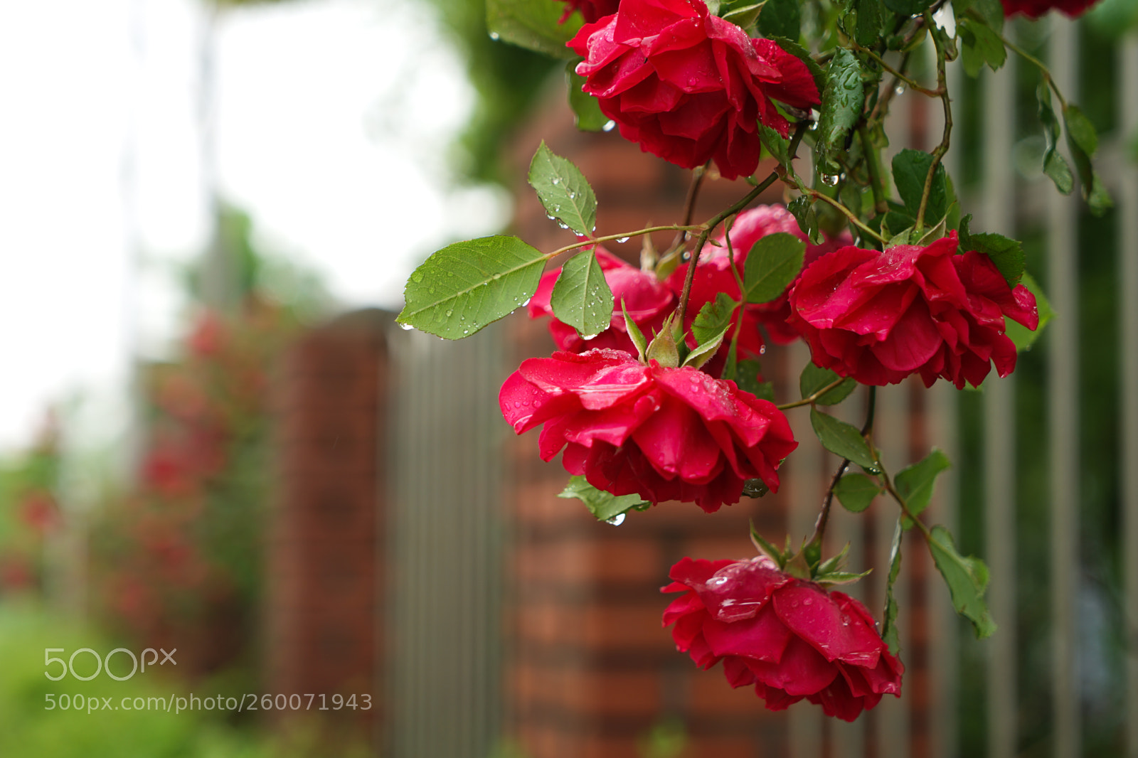 Sony a7 II sample photo. Dsc photography