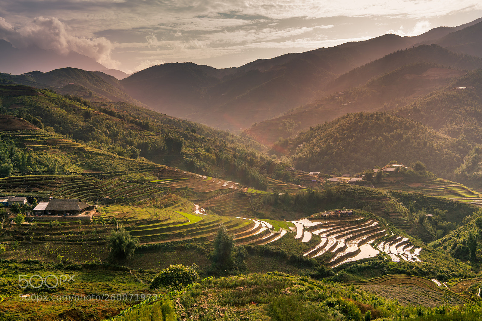 Sony a7R II sample photo. Sunset over the rice photography