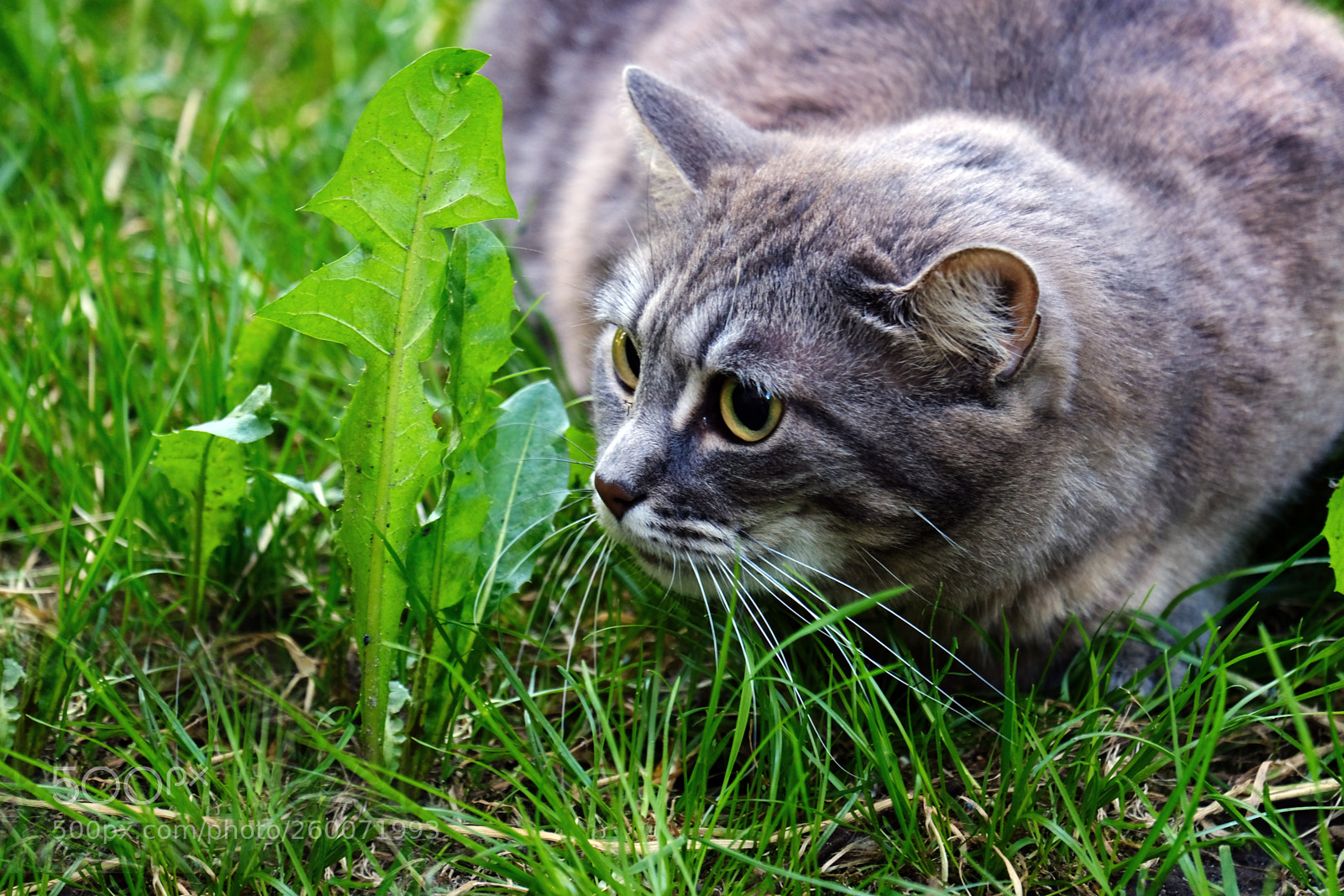 Fujifilm X-T20 sample photo. Wide open cat eyes photography