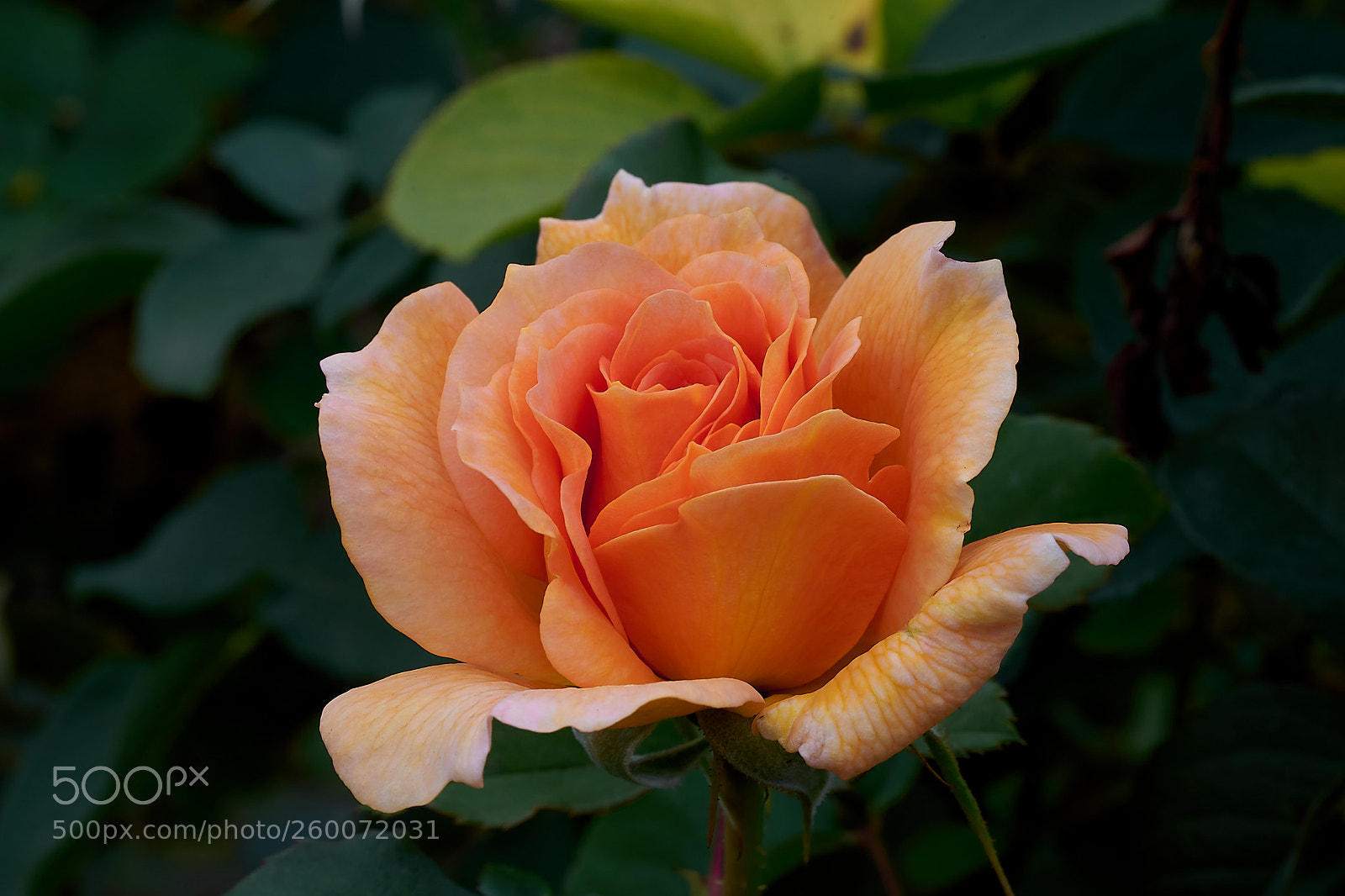 Sony a7 sample photo. Abg_180526_7 photography