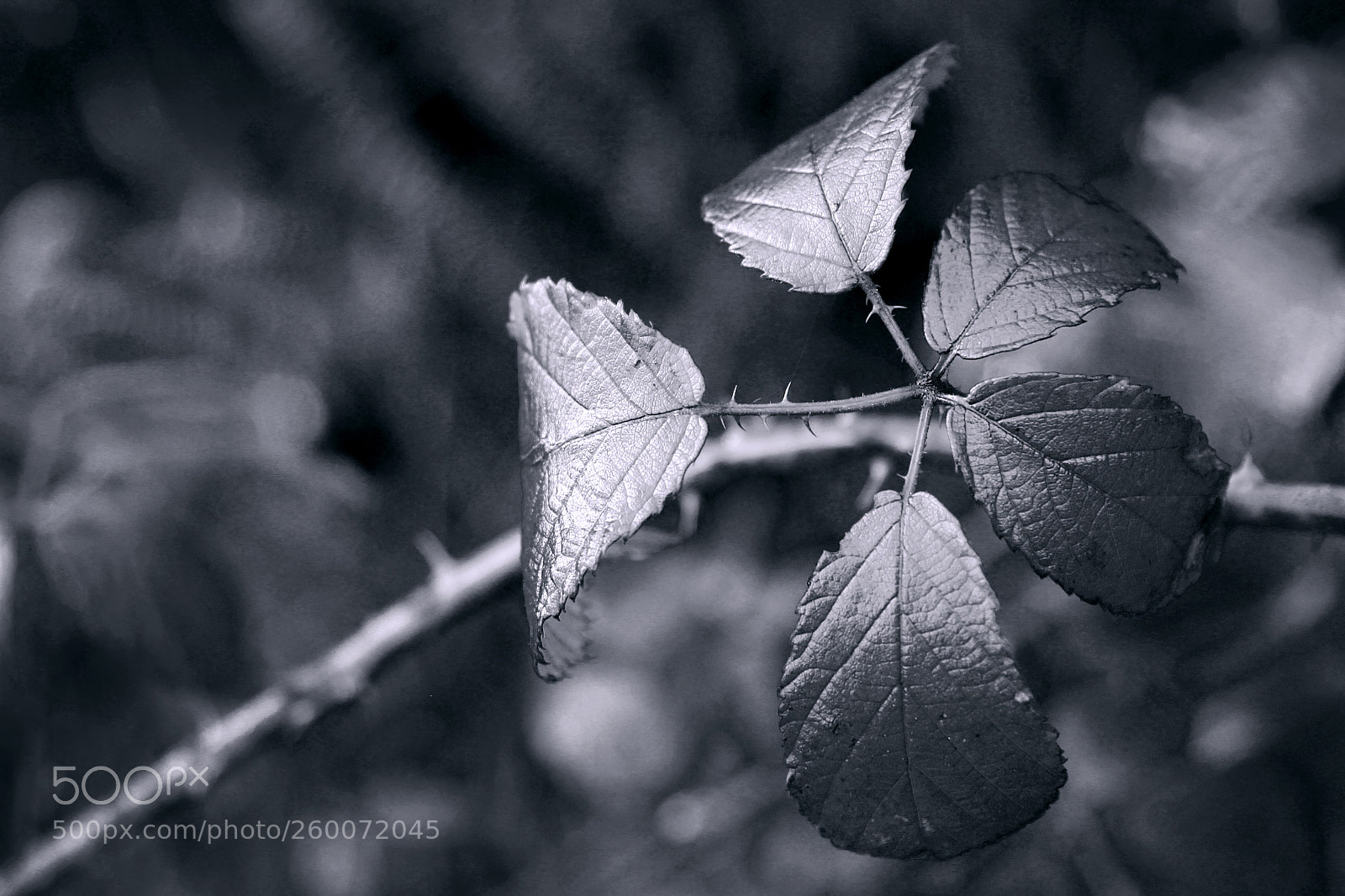 Canon EOS 550D (EOS Rebel T2i / EOS Kiss X4) sample photo. Memoria en black&white photography