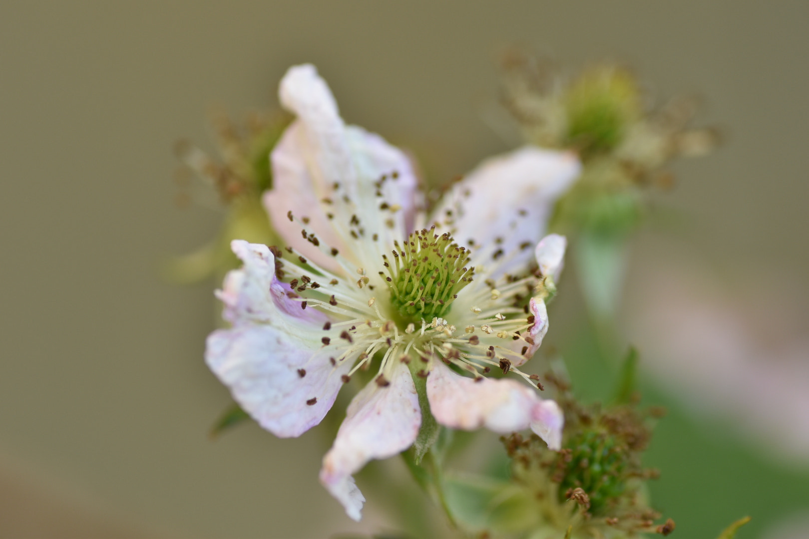 Nikon D5600 sample photo. Bientôt une mûre photography
