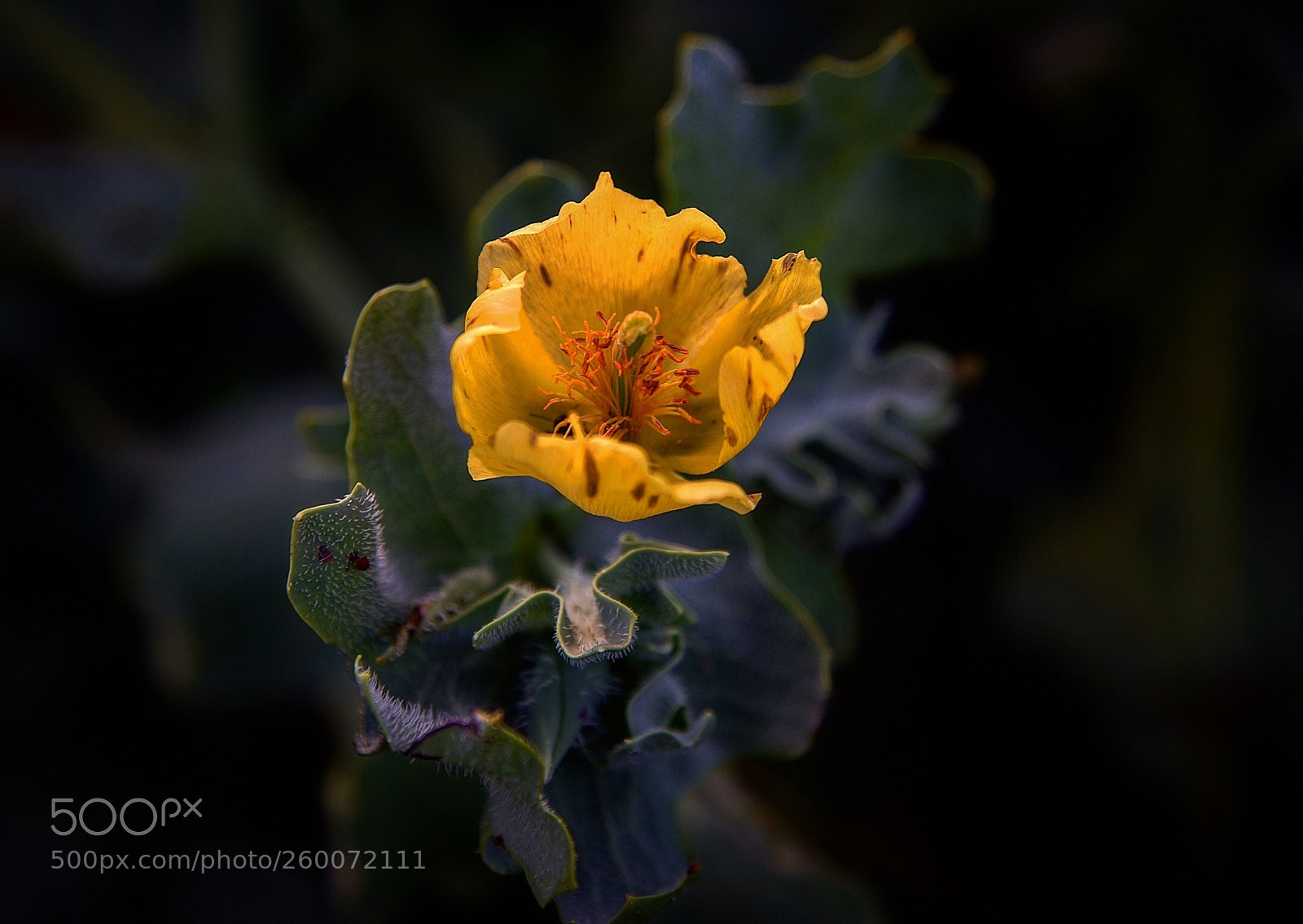 Nikon D750 sample photo. Nrchn photography