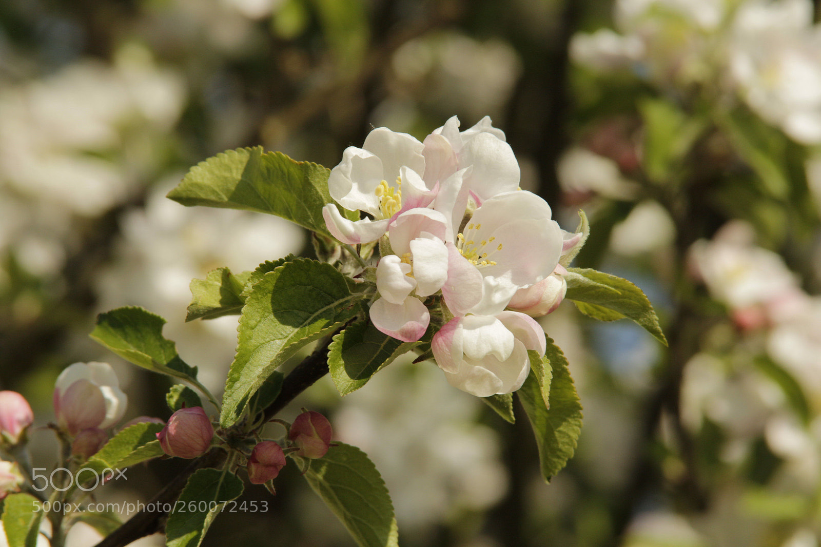 Canon EOS 650D (EOS Rebel T4i / EOS Kiss X6i) sample photo. Budding blossom photography