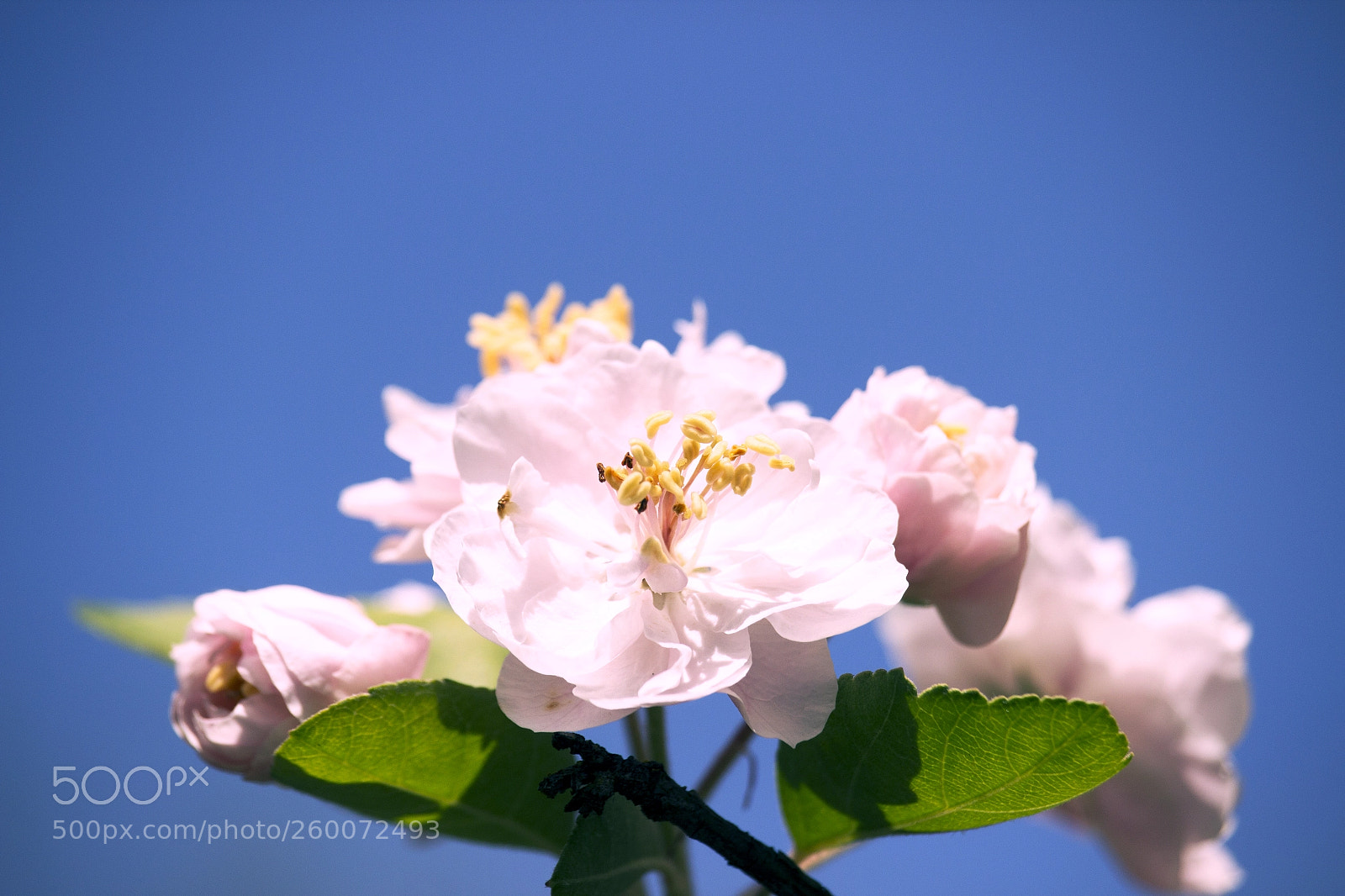 Canon EOS 600D (Rebel EOS T3i / EOS Kiss X5) sample photo. Dream of flowers photography